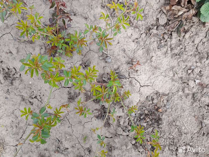 Роза плетистая