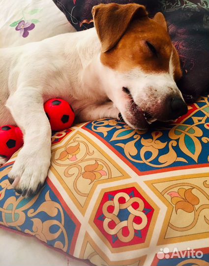 Домашняя передержка животных