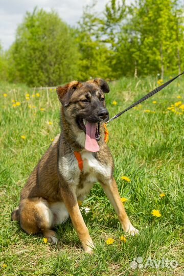 Щенок в добрые руки