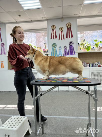 Вельш-корги пемброк вязка Карманова