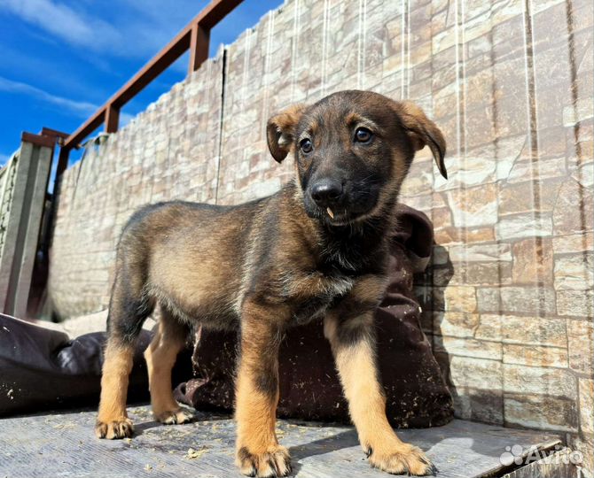 Собака в добрые руки отдам бесплатно