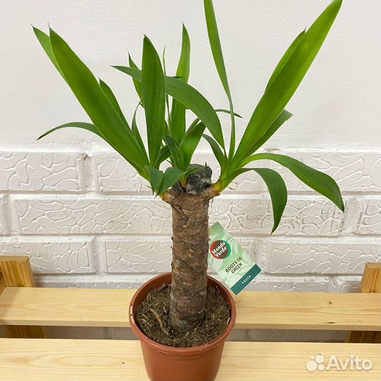 Юкка 1 ств 12 60