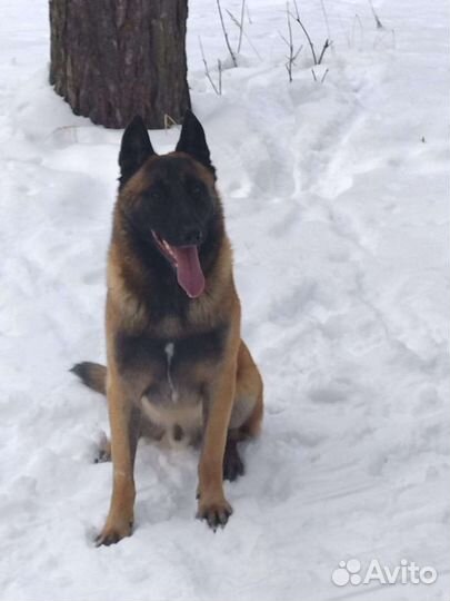 Бельгийская овчарка малинуа вязка