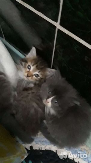 Котята