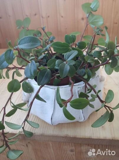 Пеперомия (возможен обмен)