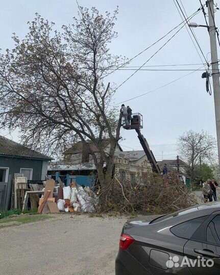 Спил деревьев, вывоз мусора
