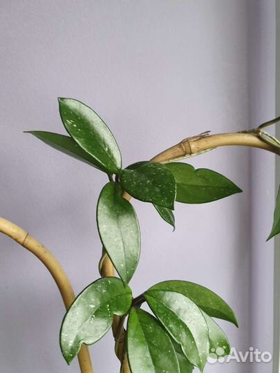 Хойя на срез 6 сортов