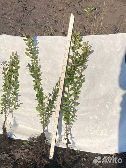 Кизильник блестящий