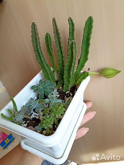 Растения суккулентов