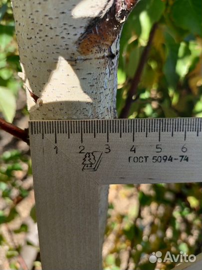 Береза, липа, клен остролистный