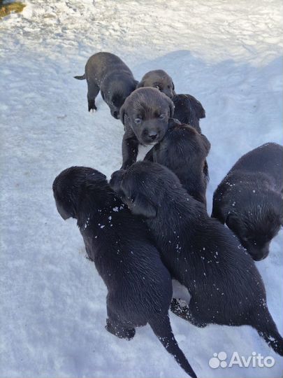 Щенки лабрадора