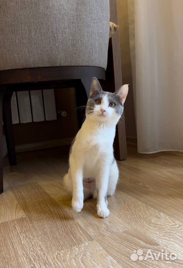 Кошечка в добрые руки