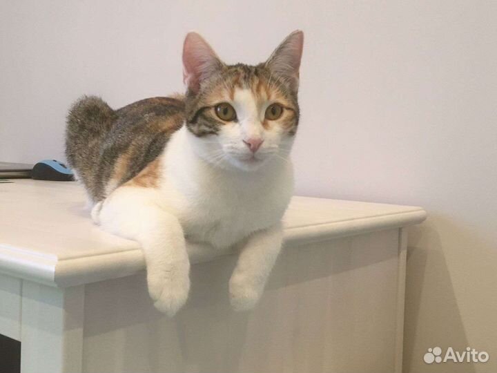 Котёнок кошечка нежная ласкуша