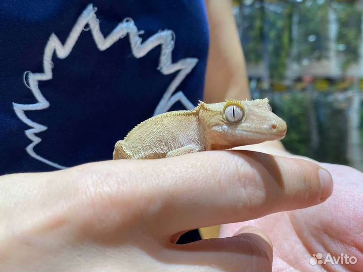 Реснитчатый бананоед (Rhacodactylus ciliatus)