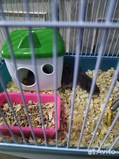 Хомяк с клеткой