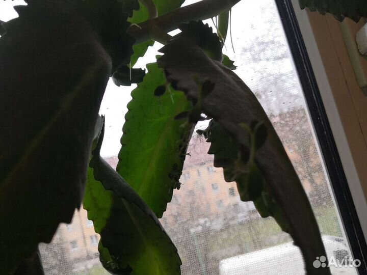 Каланхоэ лечебное