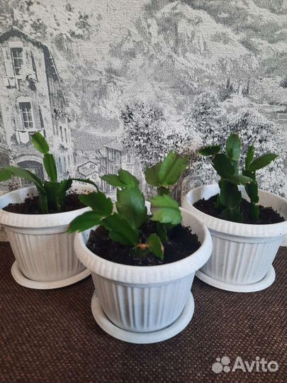 Комнатные растения цветы Декабрист/Шлюмбергера
