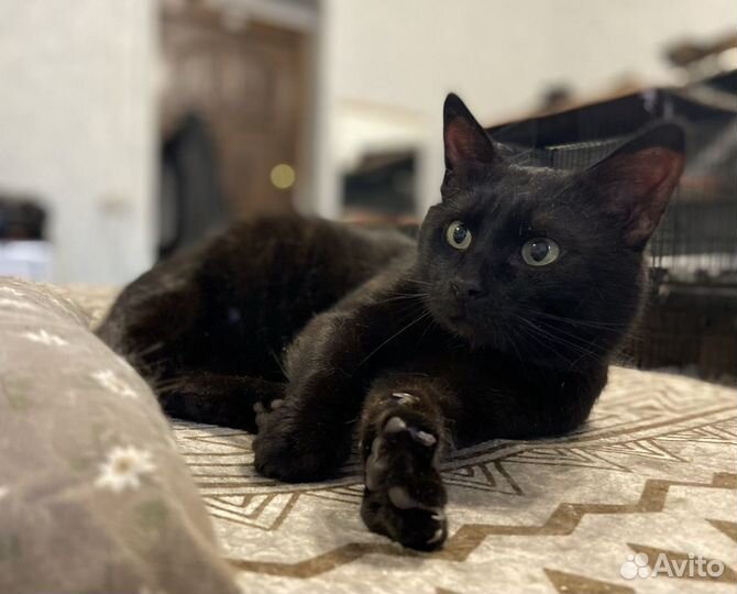 Танцующий Джимми