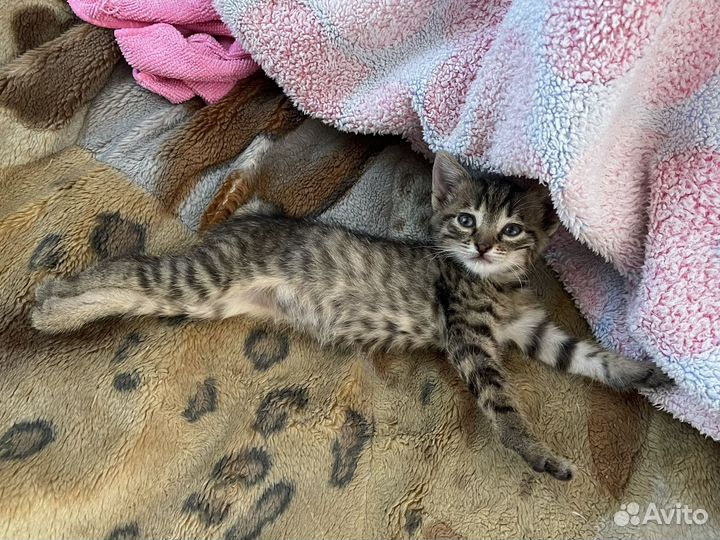 Кошечка в добрые руки