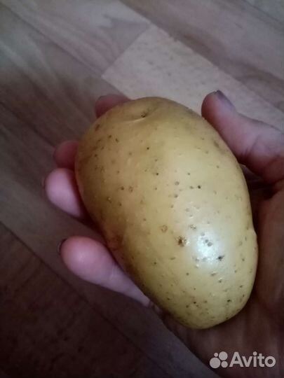 Продаю картофель