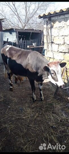 Продается тёлочка симменталка