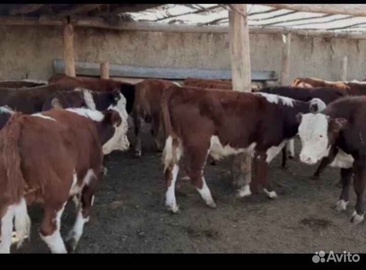 Продам бычки. телки. 2023г.р