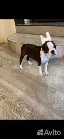 Щенки бостон терьер