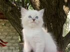 Невские Маскарадные котята объявление продам