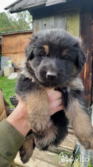 Щенки Немецкой длинношерстной овчарки