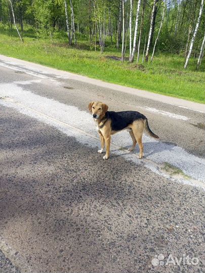 Собака в добрые руки отдам бесплатно