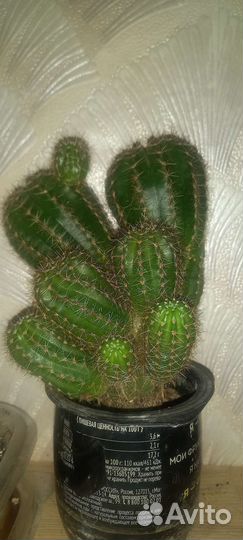 Кактусиная куча мала