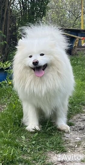 Щенки самоеда