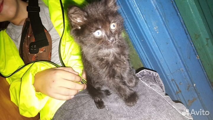 Отдам котенка в добрые руки