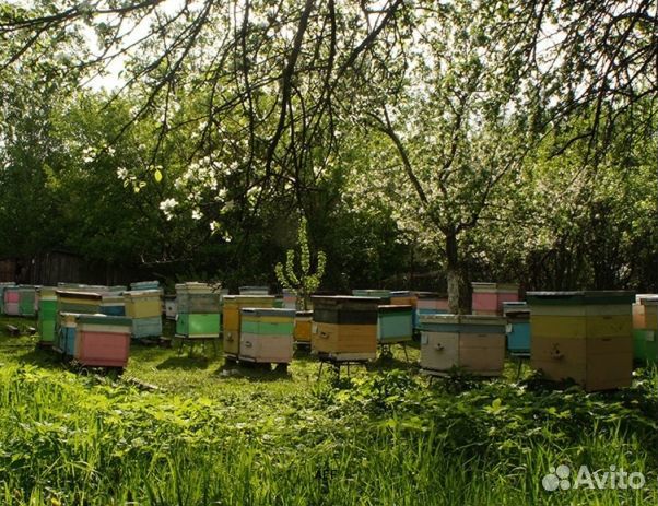 Мед 24 года натуральный опт