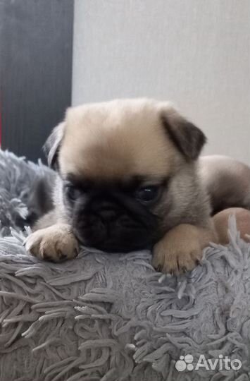 Щенки мопса