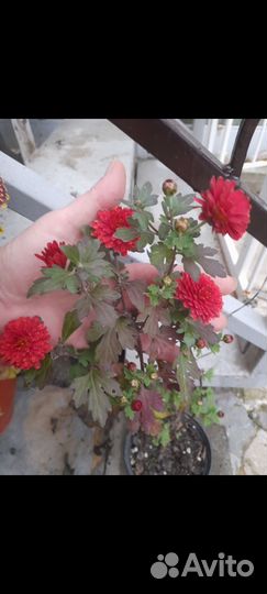 Гинкобилоба.Эхинацея.Хризантемы