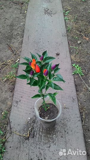 Продам Перец Маскарад