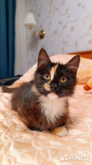 Котёнок ищет дом