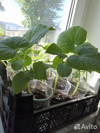 Рассада огурцов перцев