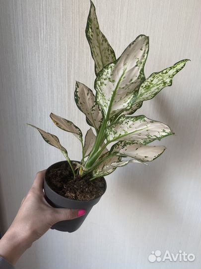 Сортовые аглаонемы