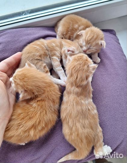 Котята мейн-кун