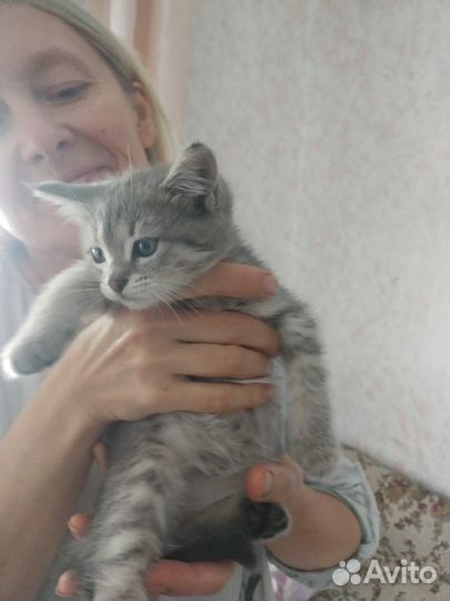 Котята, в добрые руки