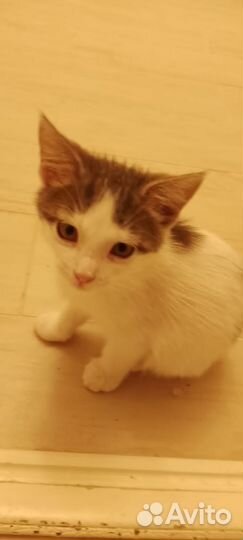 Котята в добрые руки бесплатно