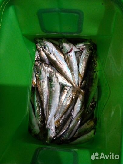 Чёрноморская рыба