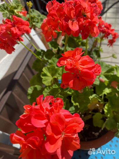 Герань,пеларгония