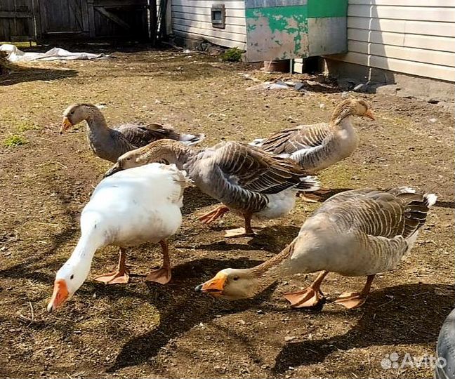 Семья гусей
