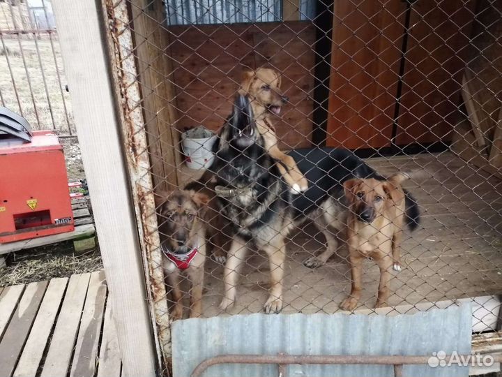 Три девочки 4 месяца