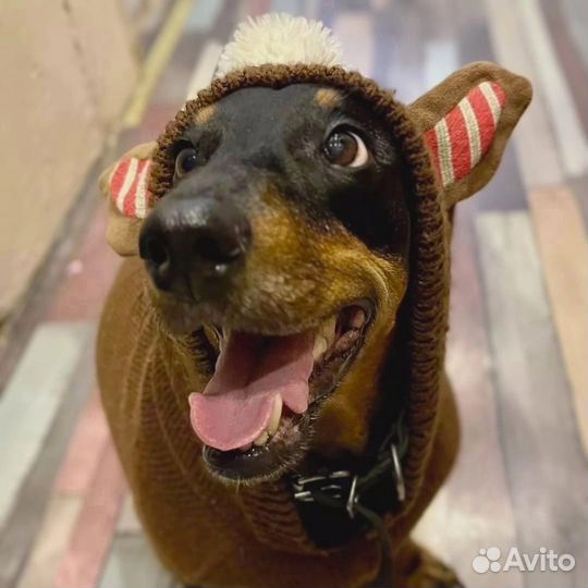 Такса в добрые руки