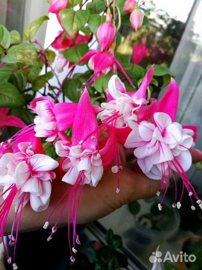 Фуксии сортовые