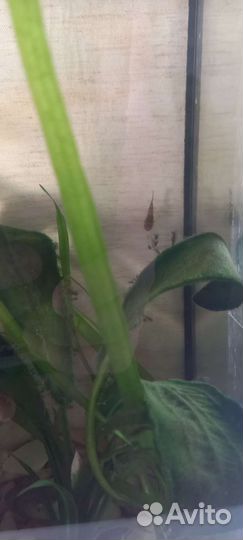 Аквариумные рыбки